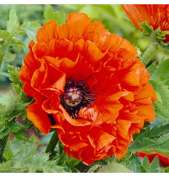 Papaver orientale Eye Catcher Ø11