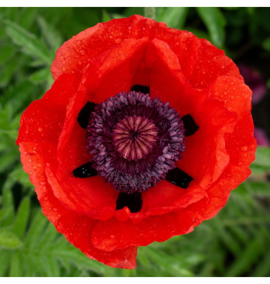 Papaver orientale Beauty of Livermere Ø11