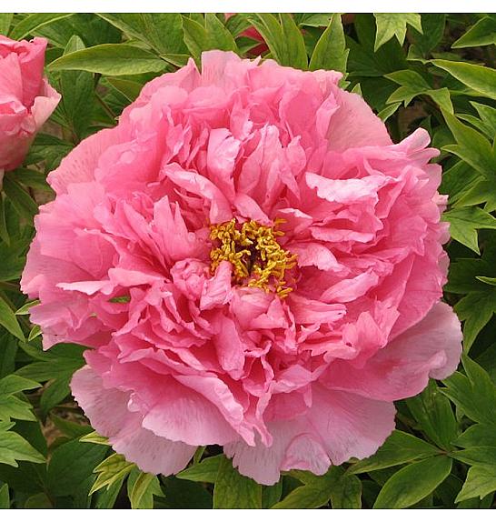 Paeonia suffruticosa Yin Hong Qiao Dui Ø12