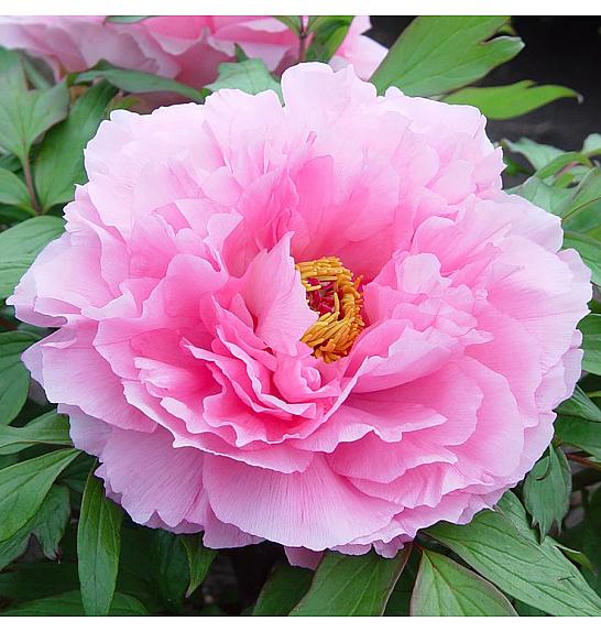 Paeonia suffruticosa Rou Fu Rong Ø12