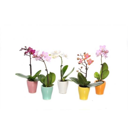 ORHIDEJE PHALAENOPSIS MINI ; o9 2 stebli