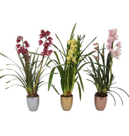 ORHIDEJE CYMBIDIUM ; o14