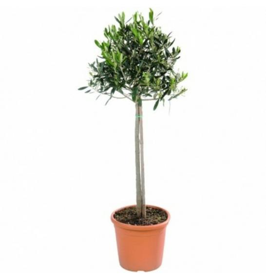 Olea europea C4 lit. 60-80 cm Na steblu 60 cm