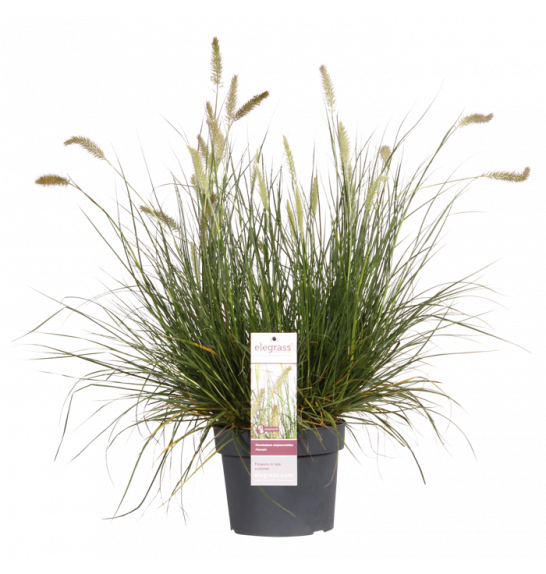 Okrasne trave Pennisetum alop. Hameln C3 lit.40-60 cm