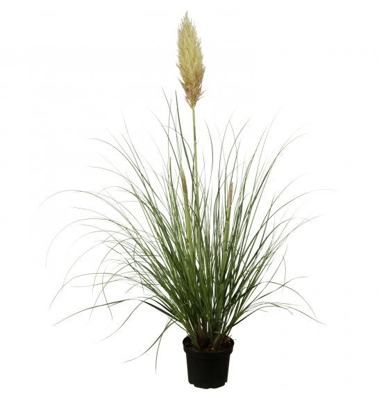 Okrasne trave Cortaderia seloana C5