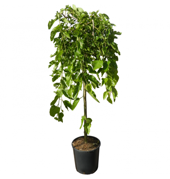 Morus alba Pendula C35 Lit. Na steblu 120 cm,