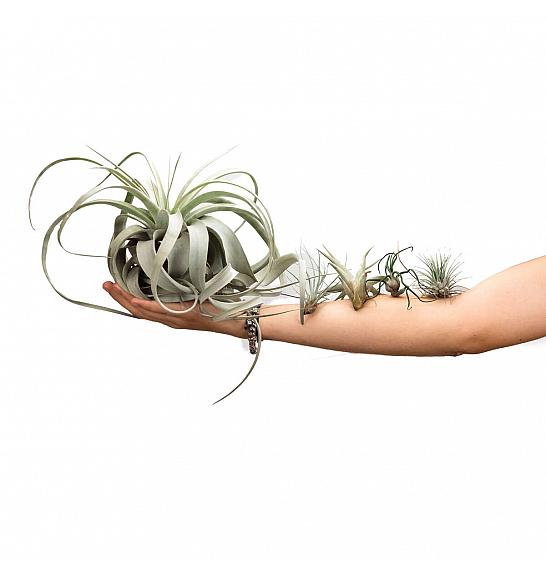 Mix Tillandsia exotic (4 kos)