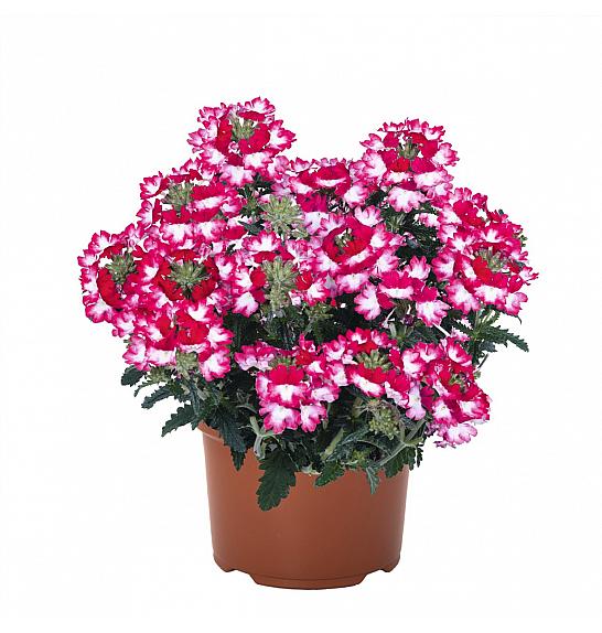 Verbena Wicked Pink Pepper Ø10,5