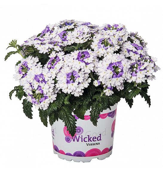 Verbena Wicked Purple Ø10,5