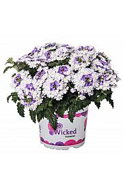 Verbena Wicked Purple