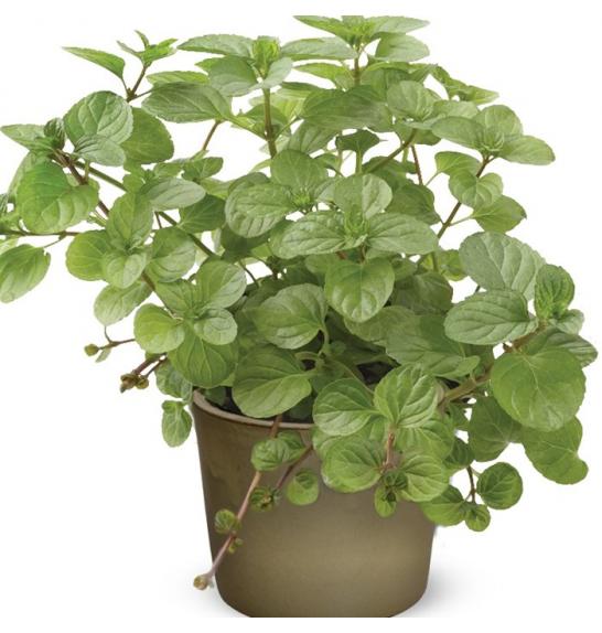 Mentha piperita Ø 9