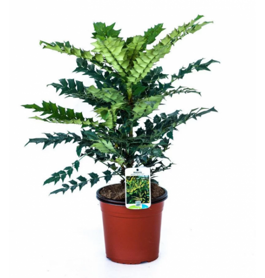 Mahonia media Winter Sun C2 Lit. 20-40 cm