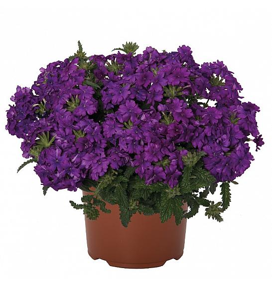 Verbena Lindolena Purple Ø10,5