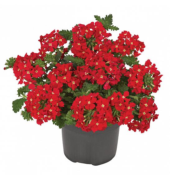 Verbena Venturi Scarlet Ø10,5