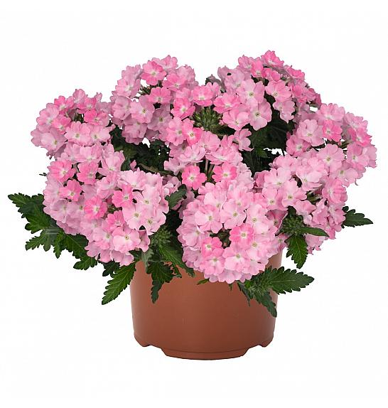 Verbena Lindolena Hot Pink Ø10,5