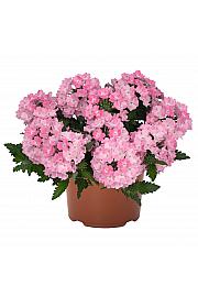 Verbena Lindolena Hot Pink