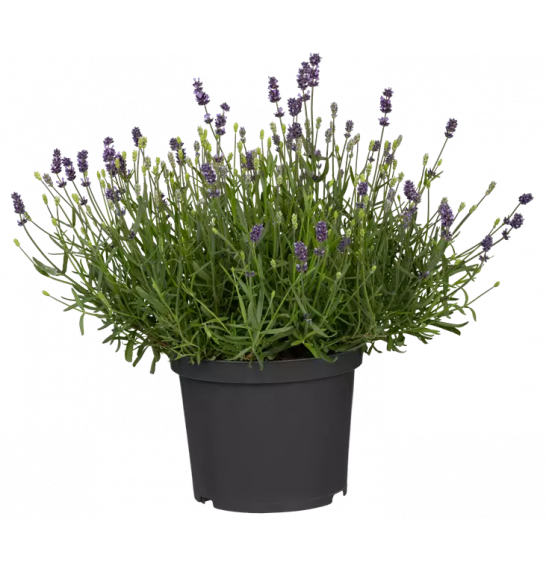 Lavandula angustifolia Ø 19