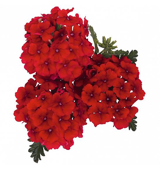 Verbena Empress Sun Red Ø10,5