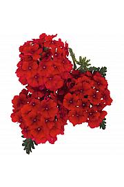 Verbena Empress Sun Red