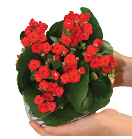 Kalanchoe blos. Calandiva Ø 10,5 mix