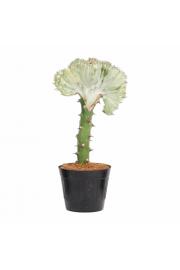  Euphorbia lactea