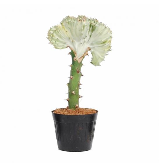 KAKTUS EUPHORBIA LACTEA; o 13