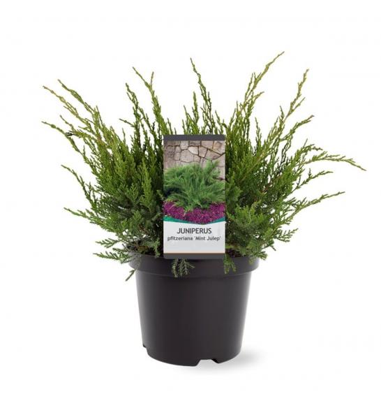 Juniperus pfitzeriana Mint Julep C1 Lit. 15-20 cm