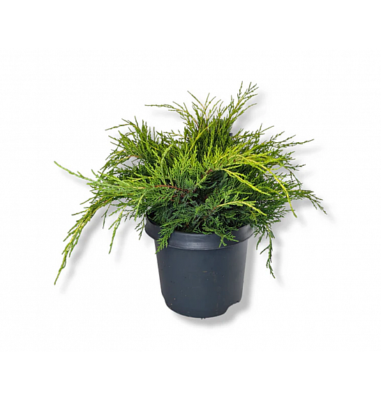 Juniperus media Old Gold C8 Lit. 30-40 cm