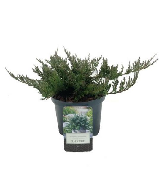 Juniperus horizontalis Blue Chip Ø 15 15-20 cm