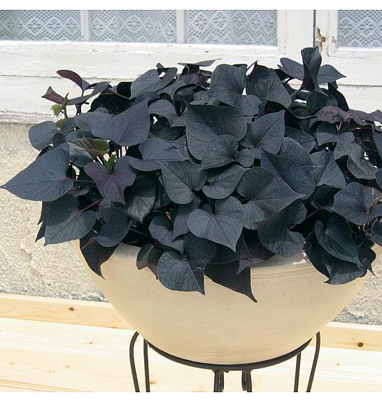 Ipomoea batatas Iposun Black Tone Ø12