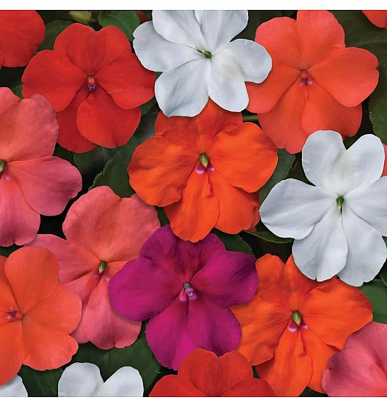 Impatiens walleriana Beacon Select Mix Ø10,5