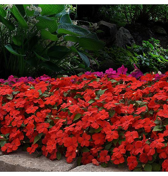 Impatiens walleriana Beacon Bright Red Ø10,5