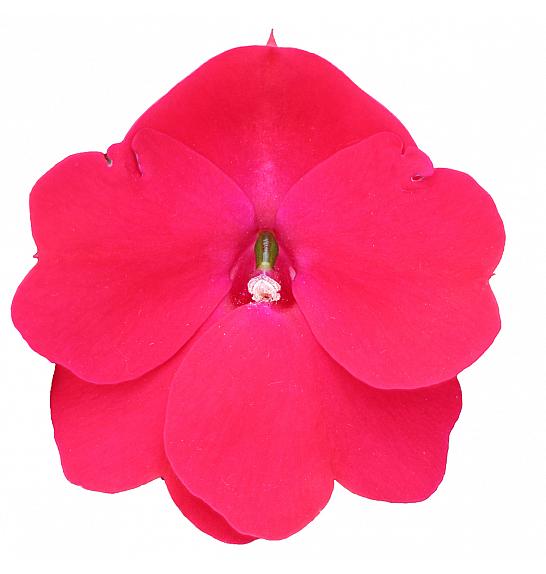 Impatiens SunPatiens Red Ø12