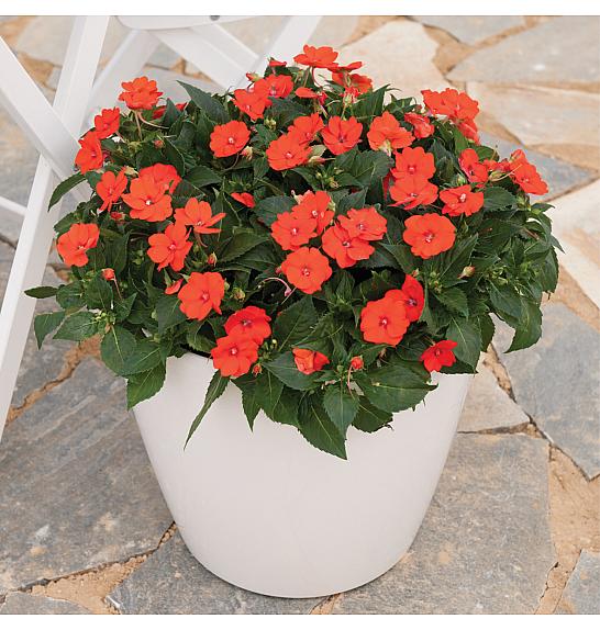 Impatiens SunPatiens Electric Orange Ø12