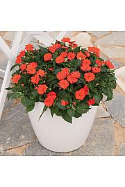 Novogvinejska vodenka SunPatiens Electric Orange