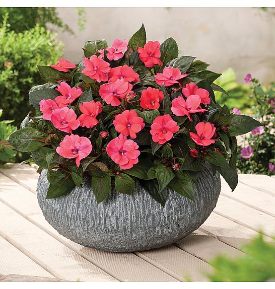 Impatiens SunPatiens Deep Rose Ø12