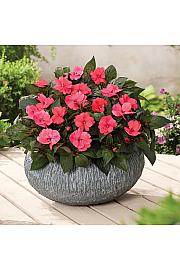 Novogvinejska vodenka SunPatiens Deep Rose