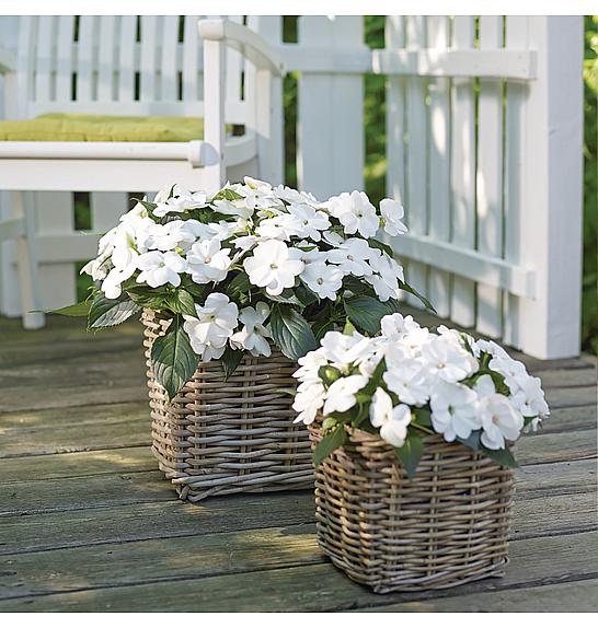 Impatiens SunPatiens White Ø12