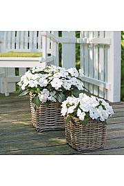 Novogvinejska vodenka SunPatiens White