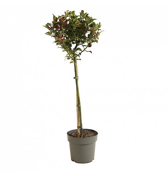 Ilex meserveae Blue Maid C3 Lit.  Na steblu 60 cm