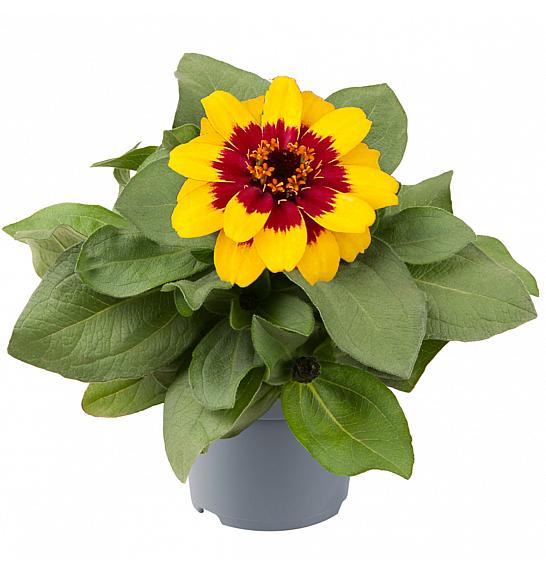 Zinnia Profusion Red Yellow Bicolour Ø10,5