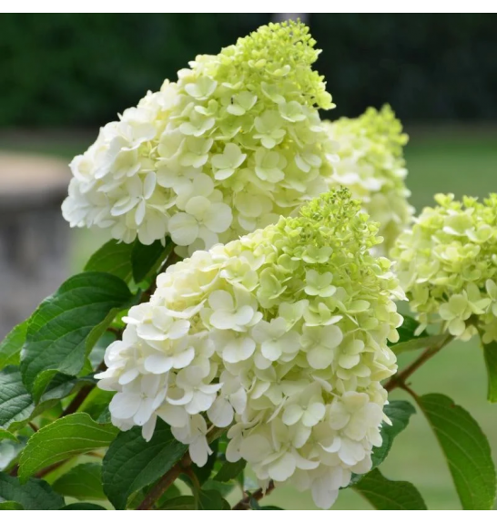 Hydrangea paniculata Polar Bear C7,5 Lit. 40-50 cm