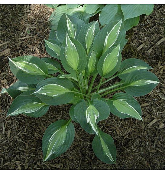 Hosta Snake Eyes Ø11