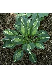 Hosta Snake Eyes