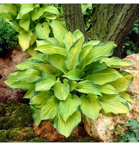 Hosta Gold Standard Ø11