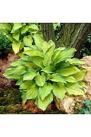 Hosta Gold Standard