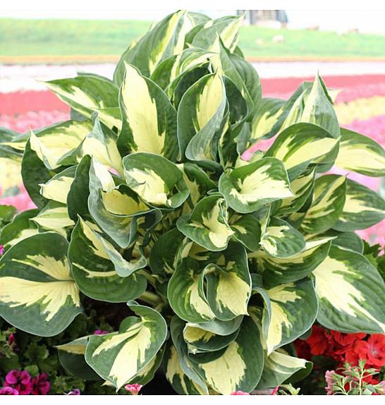 Hosta Colored Hulk fi 11