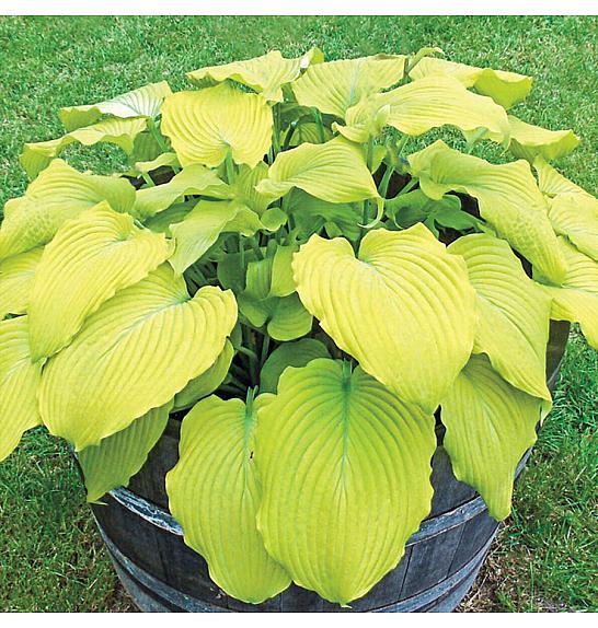 Hosta Banana Kid Ø11