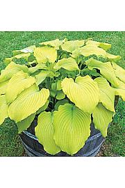 Hosta Banana Kid