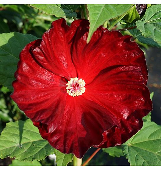 Hibiscus Robert Flemming ® C5 Lit.